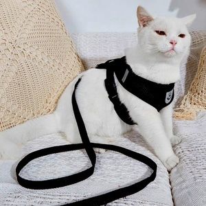 Black Cat Harness